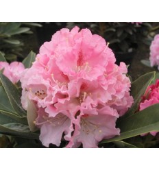 RODODENDRAS EXCELSIOR