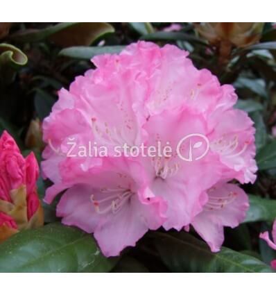 RODODENDRAS WLADYSLAW LOKIETEK/ROYAL ROSY