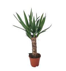 JUKA (YUCCA) 14Ø55H