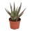 ALAVIJAS (ALOE ZEBRINA) DANYZ 10,5Ø18H