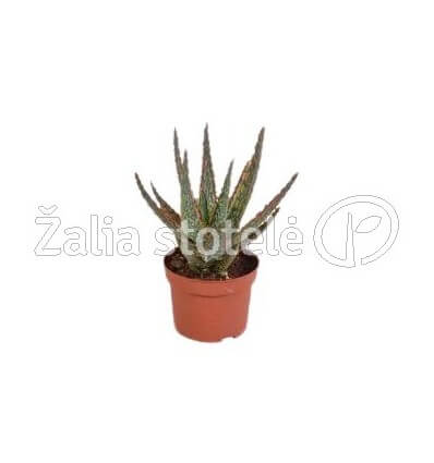 ALAVIJAS (ALOE ZEBRINA) DANYZ 10,5Ø18H