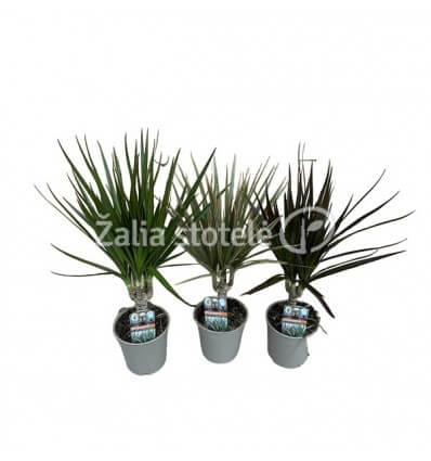 DRACENA (DRACAENA) MIX 12Ø40H