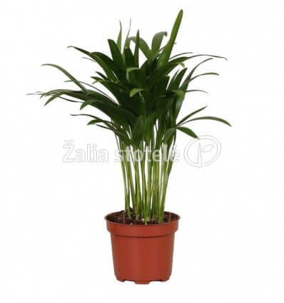 DIPSIS GELSV. (DYPSIS LUTESCENS)10PP. 12Ø35H