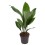 ASPIDISTRA (ASPIDISTRA ELATIOR)15Ø60H