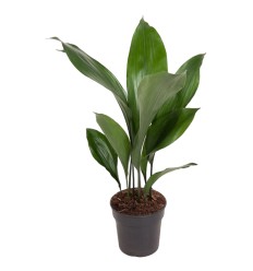 ASPIDISTRA (ASPIDISTRA ELATIOR)15Ø60H