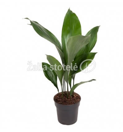 ASPIDISTRA (ASPIDISTRA ELATIOR)15Ø60H