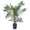 FINIKAS (PHOENIX CANARIENSIS) 30Ø180H