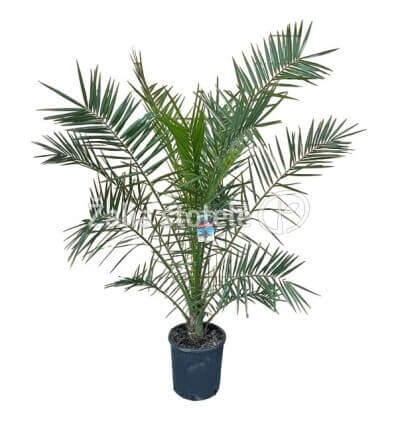 FINIKAS (PHOENIX CANARIENSIS) 30Ø180H