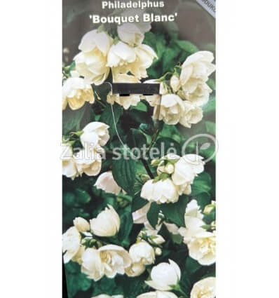 JAZMINAS BOUQUET BLANC