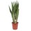 SANSEVJERA (SANSEVIERIA ZEYL.) 21Ø80H