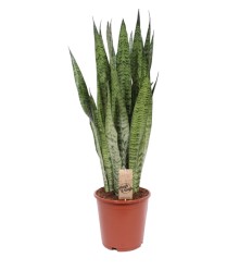 SANSEVJERA (SANSEVIERIA ZEYL.) 21Ø80H