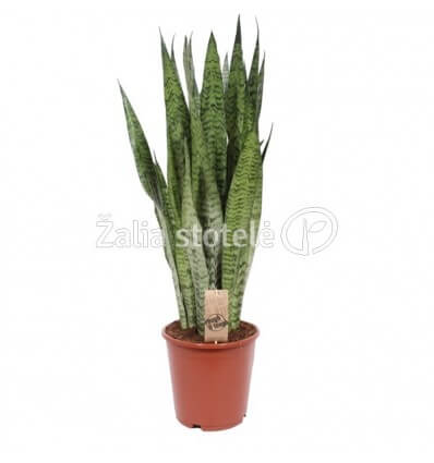 SANSEVJERA (SANSEVIERIA ZEYL.) 21Ø80H