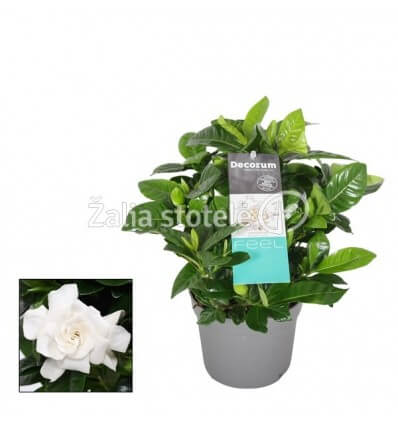 GARDENIJA JASMINOIDES 13Ø25H