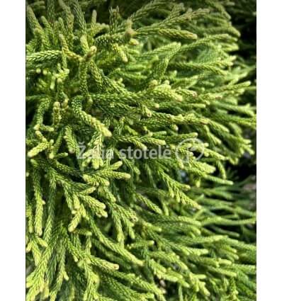 CRYPTOMERIA JAPONINĖ LITTLE CHAMPION PA