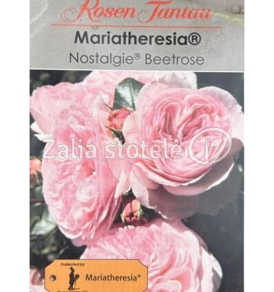 ROŽĖ FLORIBUNDINĖ MARIATHERESIA®