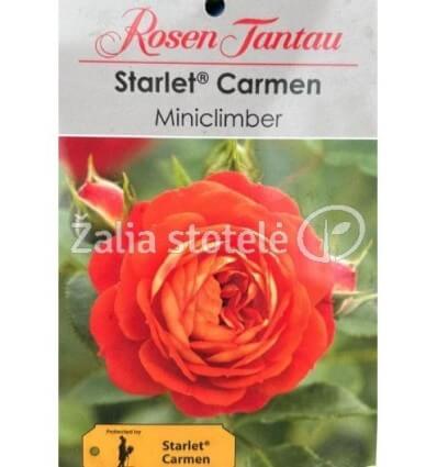 ROŽĖ VIJOKLINĖ STARLET ROSE CARMEN®