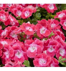 PELARGONIJA SV. BERMUDA CHERRY