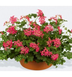 PELARGONIJA SV. V.DE PARIS DARK PINK