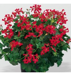 PELARGONIJA SV. VILLE DE PARIS ROT