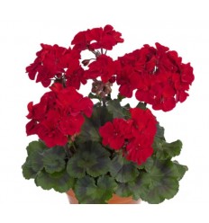 PELARGONIJA KR. ABELINA