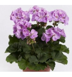 PELARGONIJA KR. GRETA