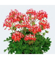 PELARGONIJA KR. FIREWORKS RED-WHITE