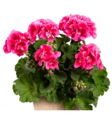 PELARGONIJA KR. F.F. STRAWBERRY