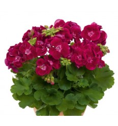 PELARGONIJA KR. FLOWER FAIRY VELVET