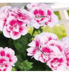 PELARGONIJA KR. F.F. WHITE SPLASH