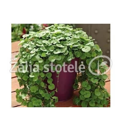 DICHONDRA EMERALD FALLS