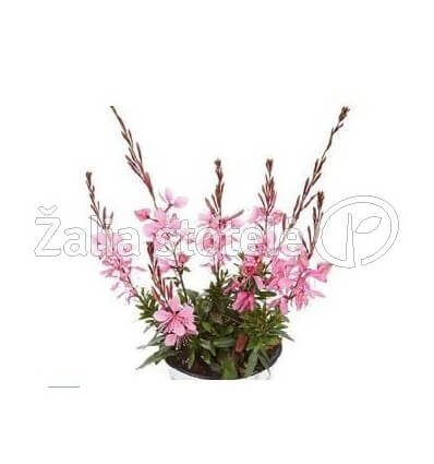 GAURA GAMBIT COMPACT PINK