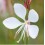 GAURA GAMBIT COMPACT WHITE