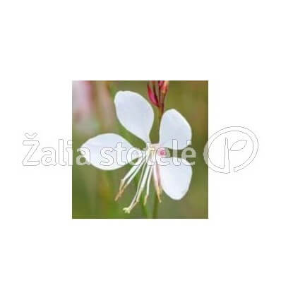 GAURA GAMBIT COMPACT WHITE