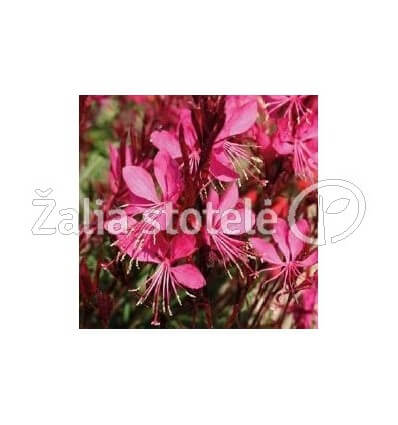 GAURA GAMBIT ROSE