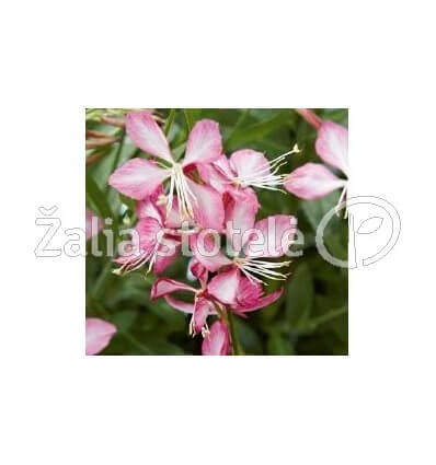 GAURA GAMBIT ROSE BICOLOR