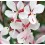 GAURA GAMBIT WHITE