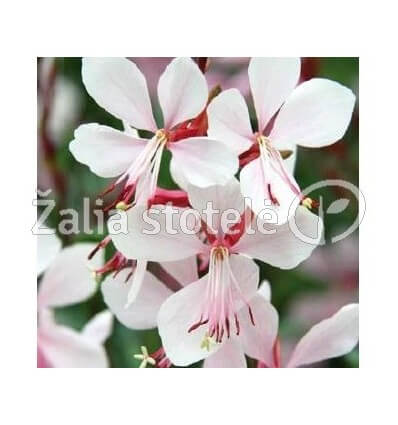 GAURA GAMBIT WHITE