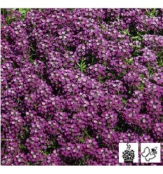 LOBULARIJA LUCIA PURPLE