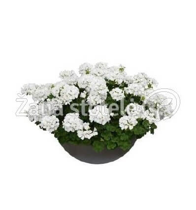 PELARGONIJA SUMMER LOVERS WHITE