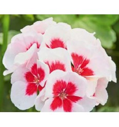 PELARGONIJA SM. WHITE SPLASH