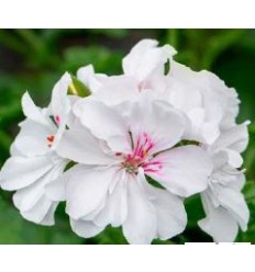 PELARGONIJA GRANDEUR IVY WHITE