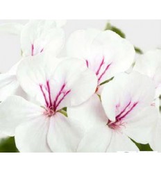 PELARGONIJA GERAINBOW WHITE