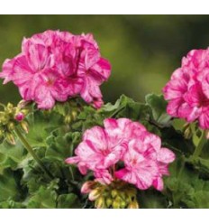 PELARGONIJA GRANDEUR PEPPERMINT ROSE