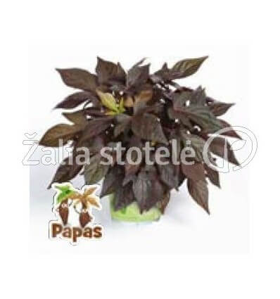 SUKUTIS PAPAS DEEP PURPLE