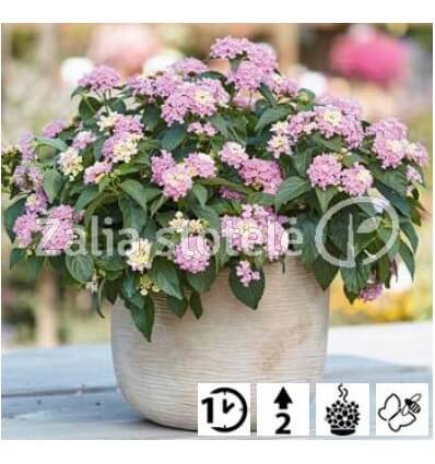 LANTANA EVITA PINK