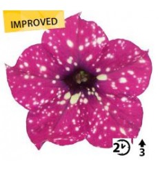 SURFINIJA STARTUNIA MAGENTA