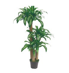 DIRBTINĖ DRACENA 150CM JWS1760-1