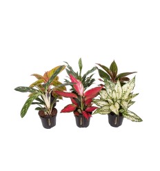 AGLAONEMA MIX GREEN 12Ø35H