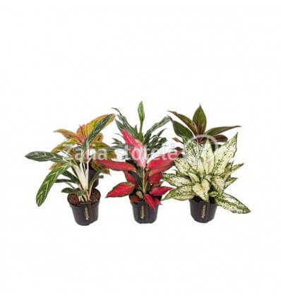 AGLAONEMA MIX GREEN 12Ø35H