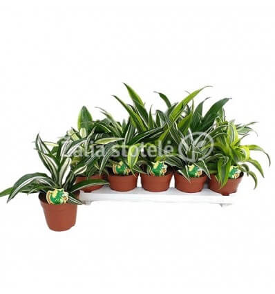 DRACENA DRAGON MIX 12Ø22H